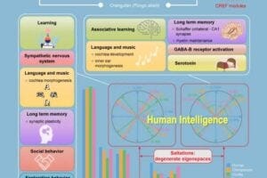 The cis-regulatory element frequency (CREF) matrix that represent the transcriptional regulation and the saltation from apes to human
