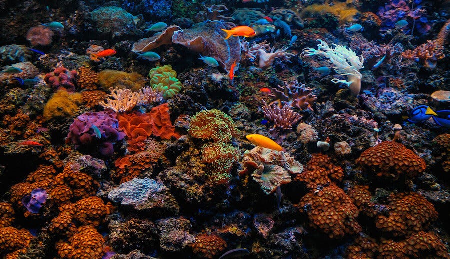 coralline-algae-in-reef-aquarium coralline-algae-in-reef-aquarium