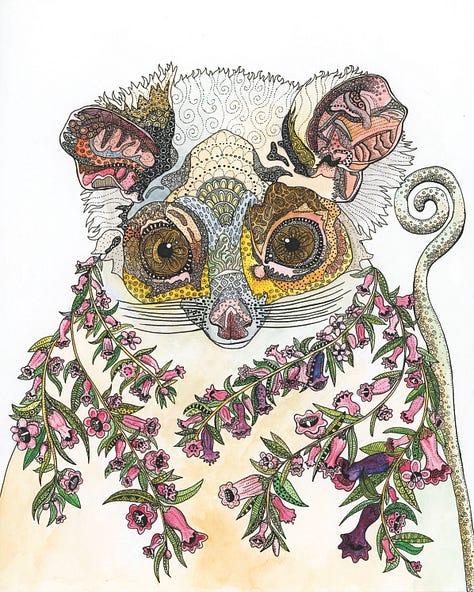 Ringtail Possum, Swamp Wallaby and Tasmanian Devil