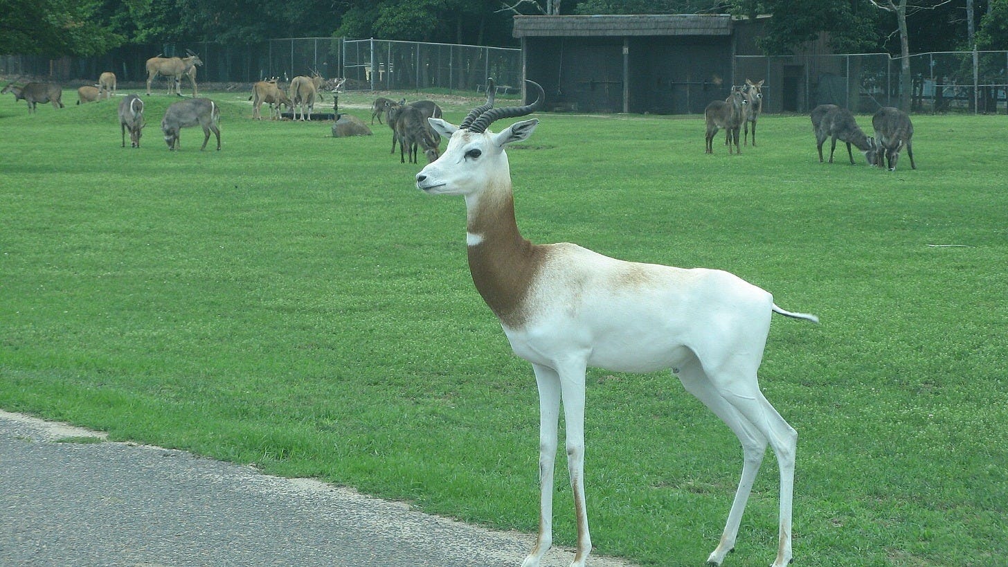 Animals on the safari at Six Flags Great Adventure in 2011. Image: rahimabaid via Wikimedia Commons Animals on the safari at Six Flags Great Adventure in 2011. Image: rahimabaid via Wikimedia Commons