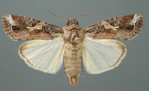 Typical adult male fall armyworm, Spodoptera frugiperda (J.E. Smith). Typical adult male fall armyworm, Spodoptera frugiperda (J.E. Smith).