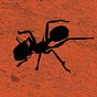 the ant's avatar