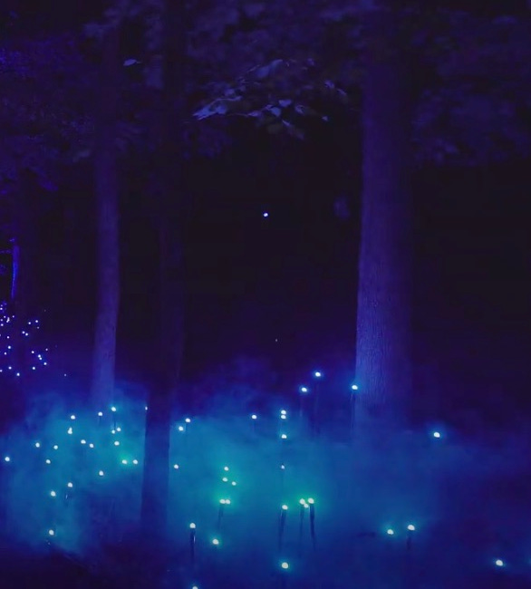 Faerie Lights in the Forest