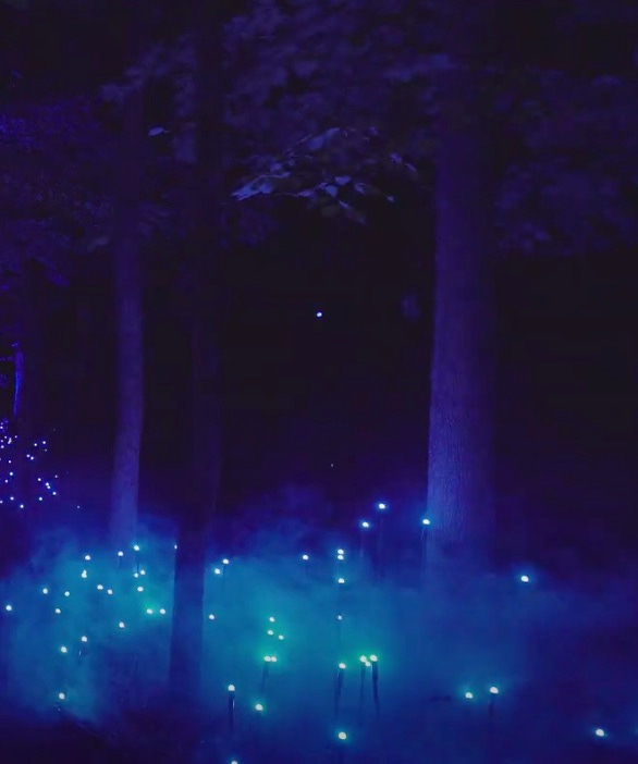 Towering trees in the dark stand sentinel over a glowing turquoise mist dotted with lights at their bases
