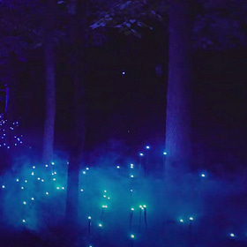 Faerie Lights in the Forest