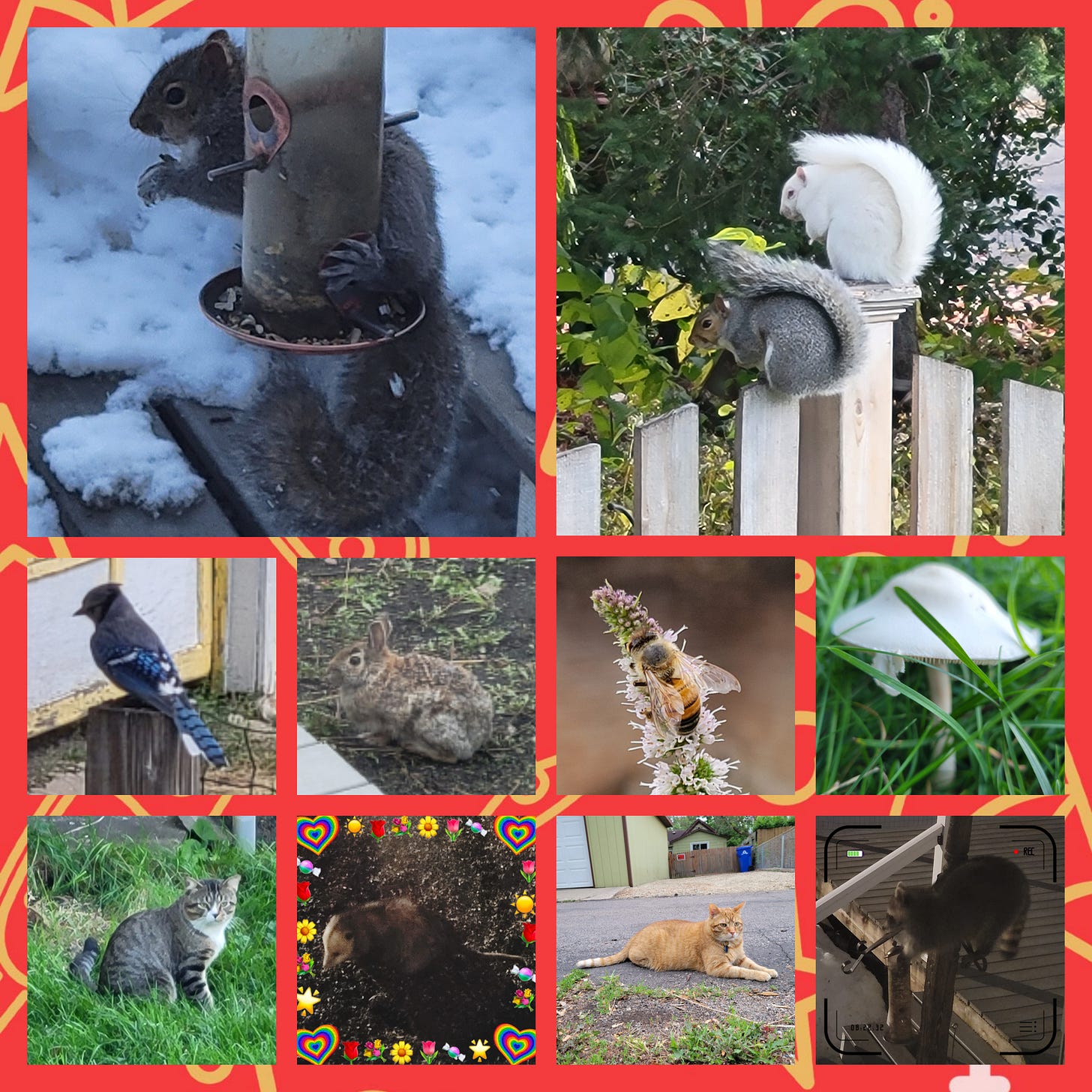 A multi photo collage of the wildlife in our yard in 2023 including a gray squirrel, albino squirrel, mushroom, bee, rabbit, blue jay, gray tabby cat, oppossum, orange cat, and raccoon.