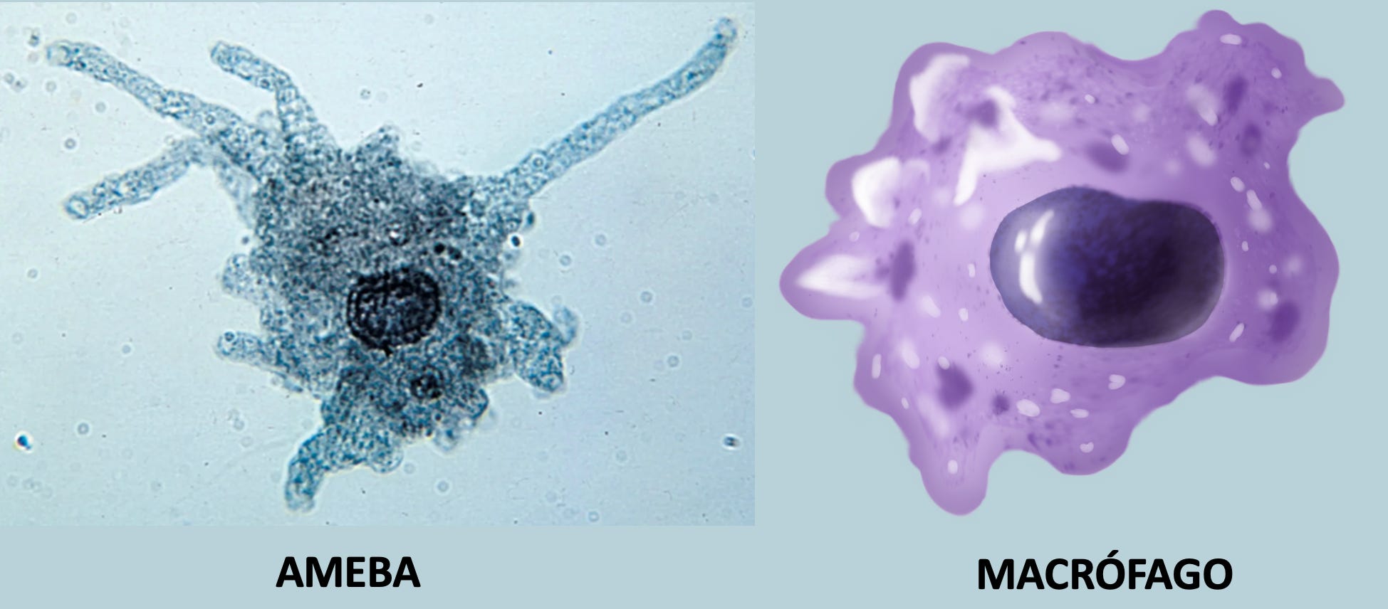 EN QUÉ SE PARECEN NUESTRO SISTEMA INMUNITARIO Y LAS AMEBAS