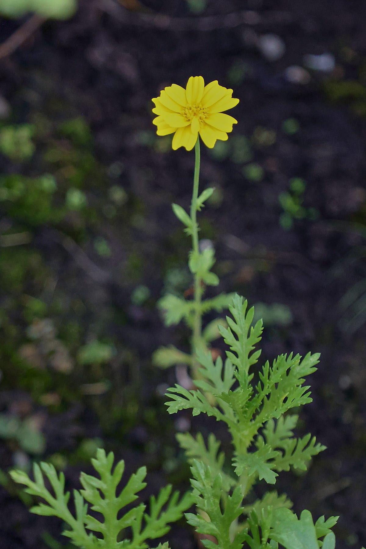 a blooming shungiku plant a blooming shungiku plant