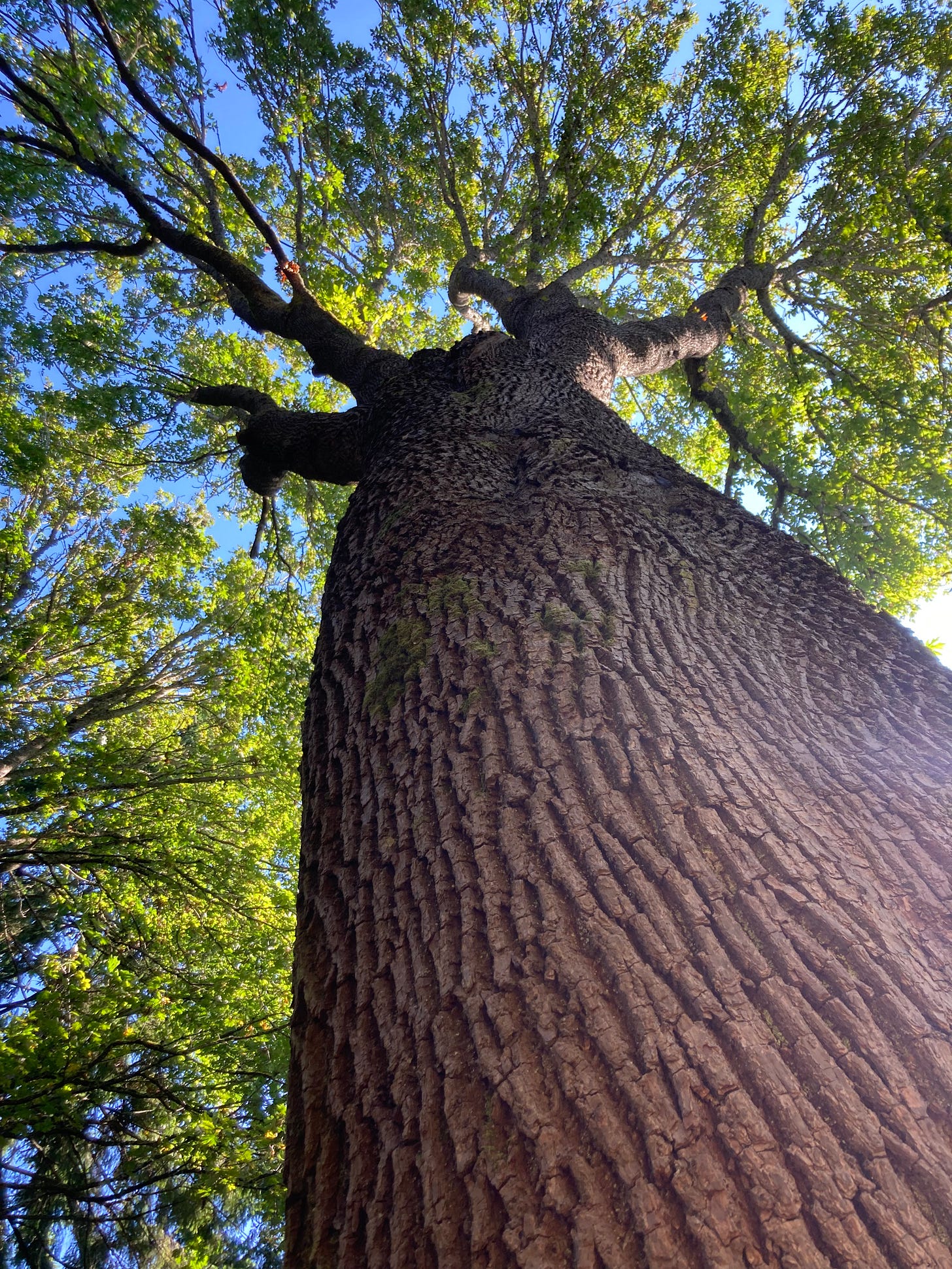 big tree with textured bark and bright green leaves against a blue sky