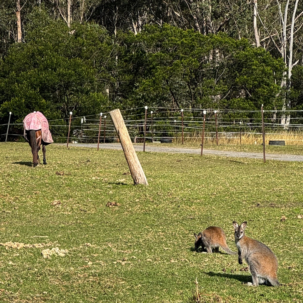 Wallabies share the pasture with Hartley's horses at Bella Cavallo today. 