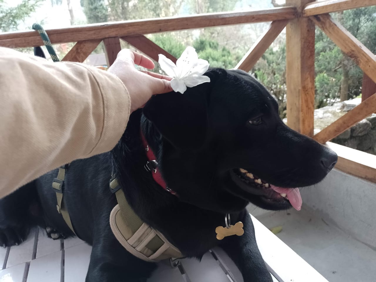 Photo of a Labrador with black fur; a white flower is held up to her ear by someone's hand.
