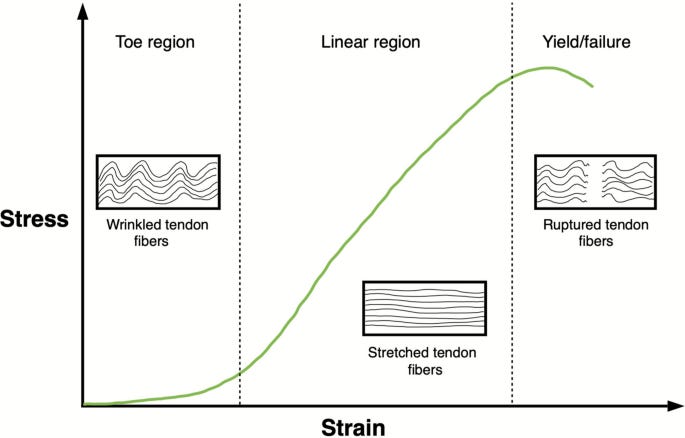 A diagram of a strain
Description automatically generated A diagram of a strain
Description automatically generated