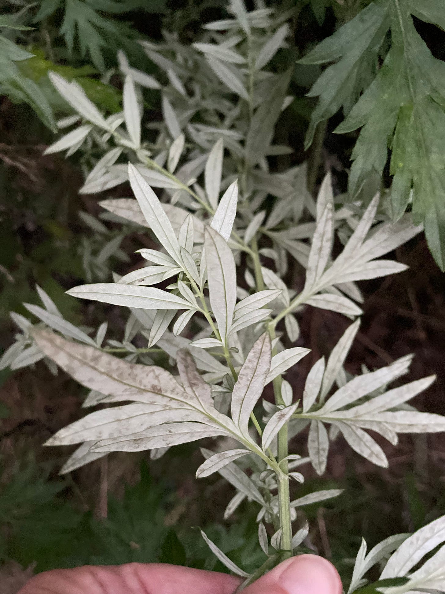 A close up of the plant mugwort.