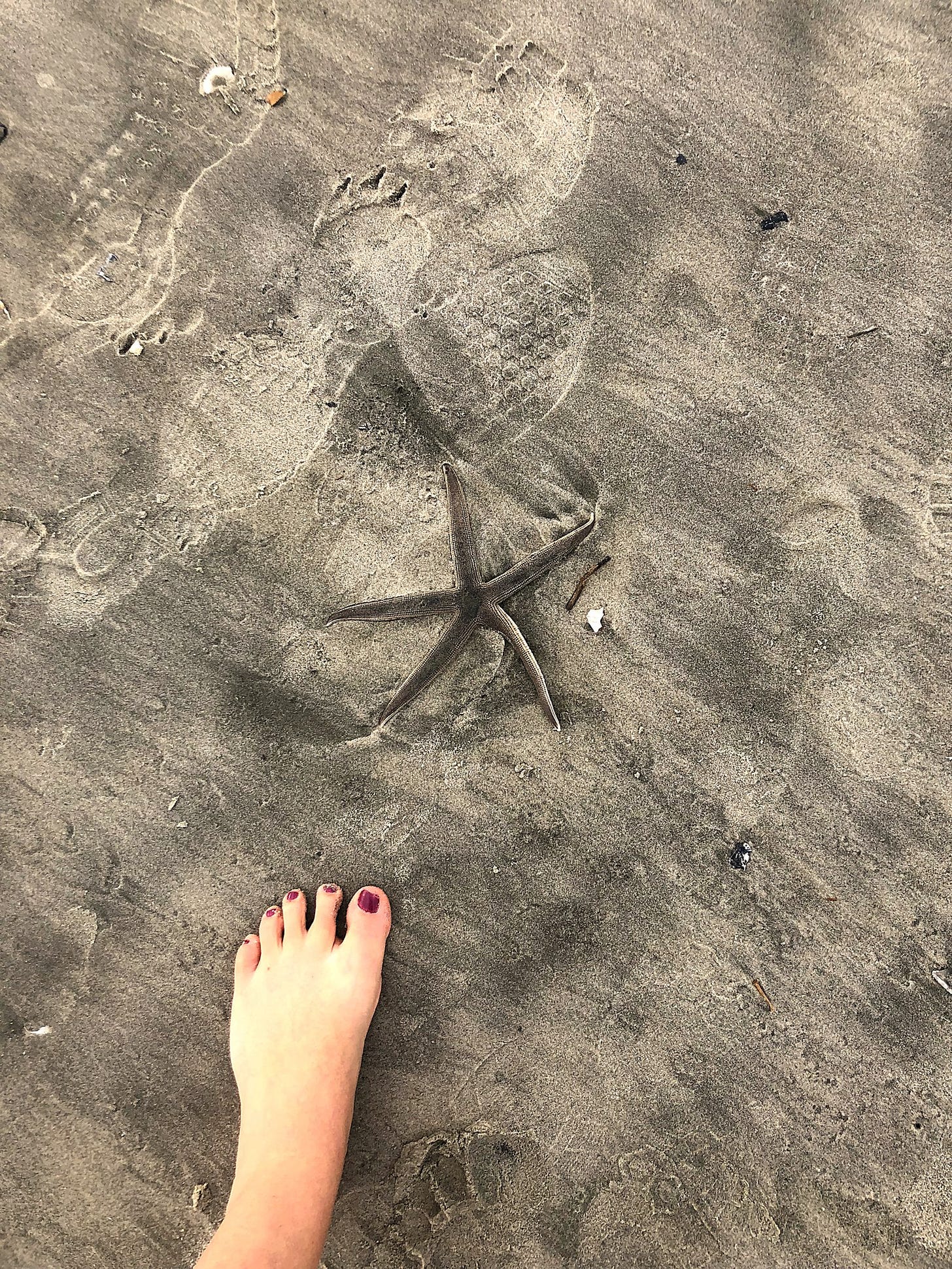 A single starfish resting in wet sand beside a bare foot at the beach A single starfish resting in wet sand beside a bare foot at the beach