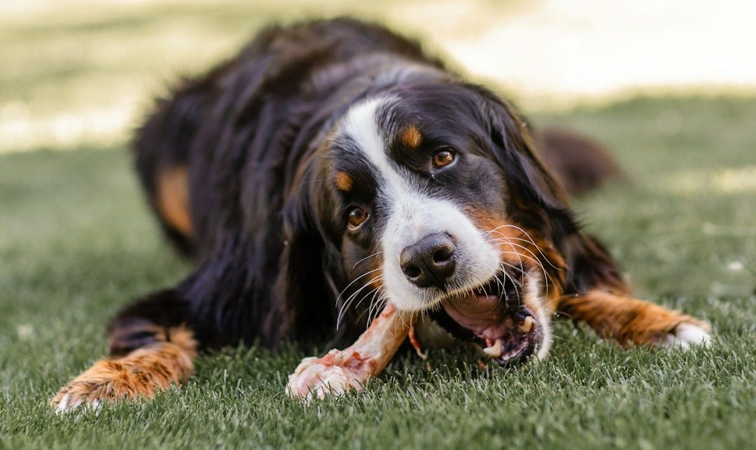 a dog lying on grass