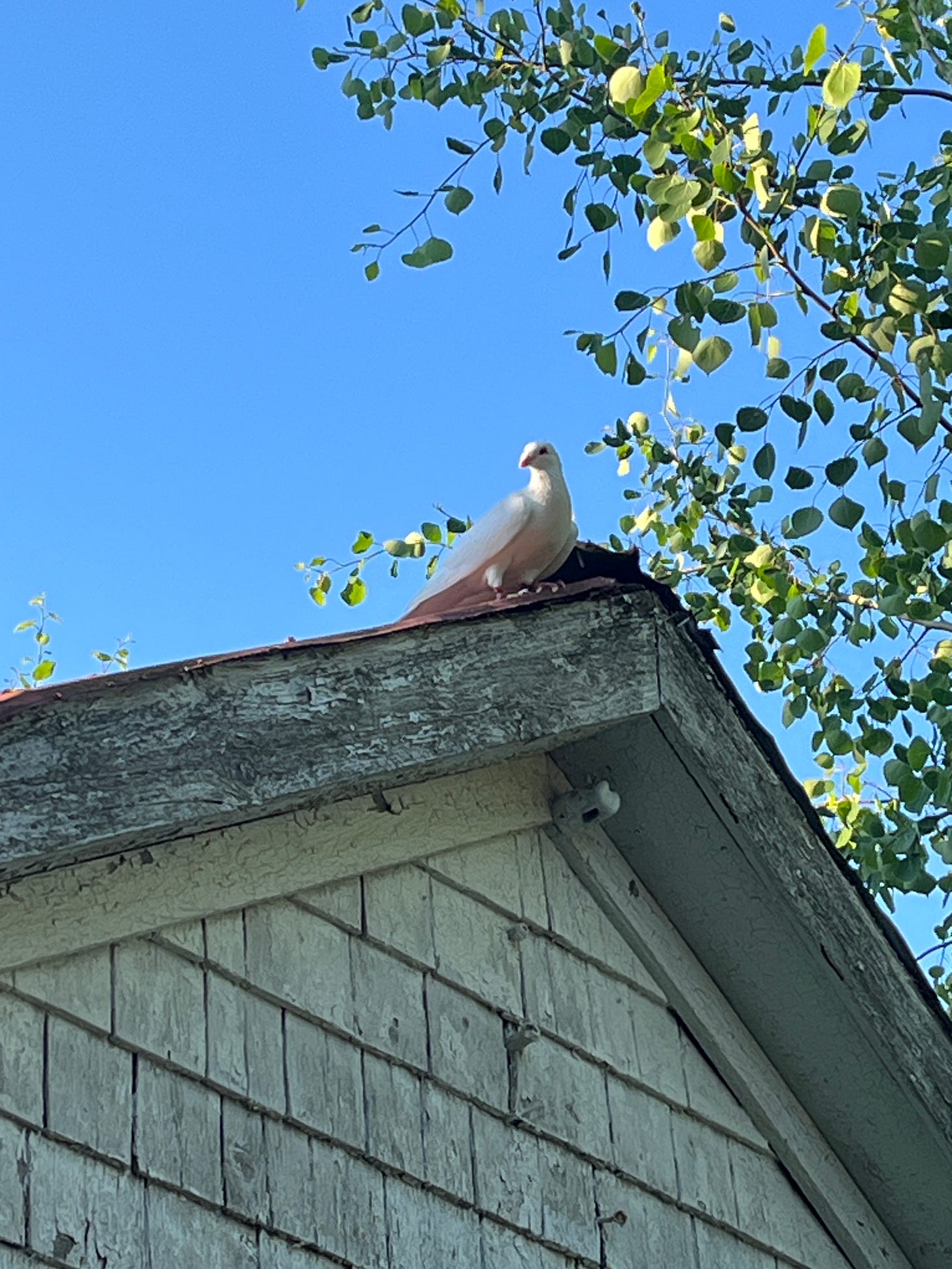 a white pigeon sits on the peak of our shed roof a white pigeon sits on the peak of our shed roof