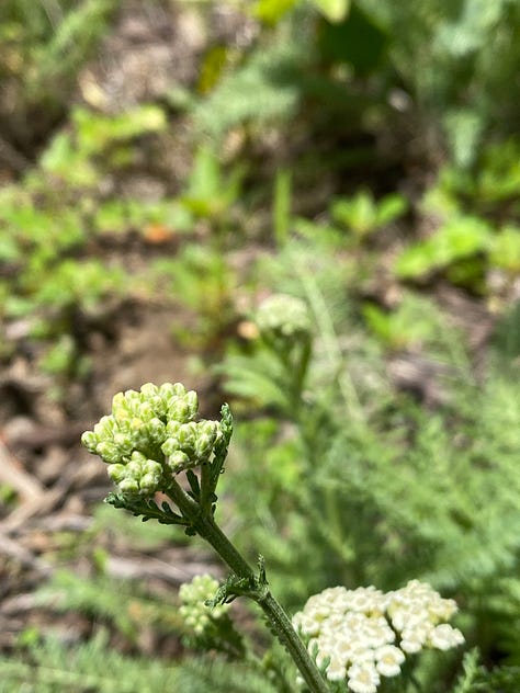 Achillea flowers and buds