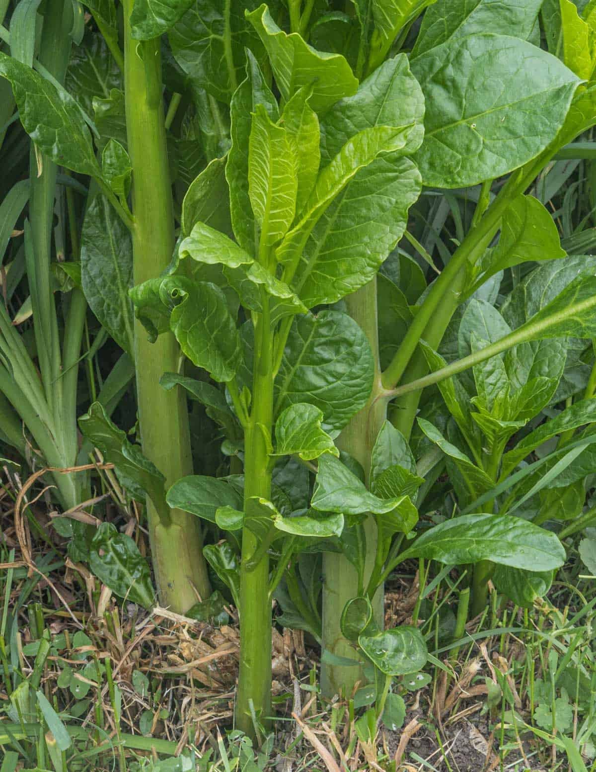 Young pokeweed shoots (Phytolaca americana) growing in the spring. 