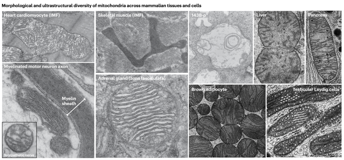 A black and white image with multiple panels showing diverse mitochondria images. A black and white image with multiple panels showing diverse mitochondria images.
