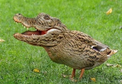 Crocoduck.jpg