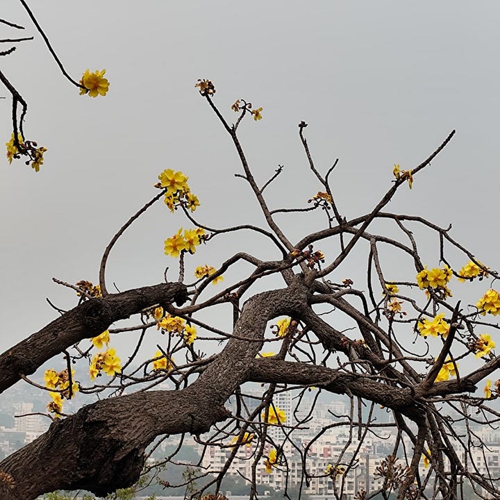 Assorted flowers on hillside