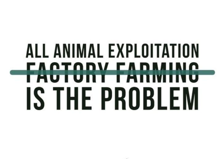 It’s not just factory farming. All animal exploitation is the problem. Whether it’s a small farm or a slaughterhouse, suffering is built in. Kindness doesn’t pick and choose. Go all the way. Go vegan.