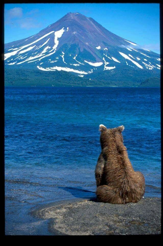 This may contain: a brown bear sitting on top of a rock next to the ocean and a mountain This may contain: a brown bear sitting on top of a rock next to the ocean and a mountain