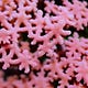 Travelling Coral