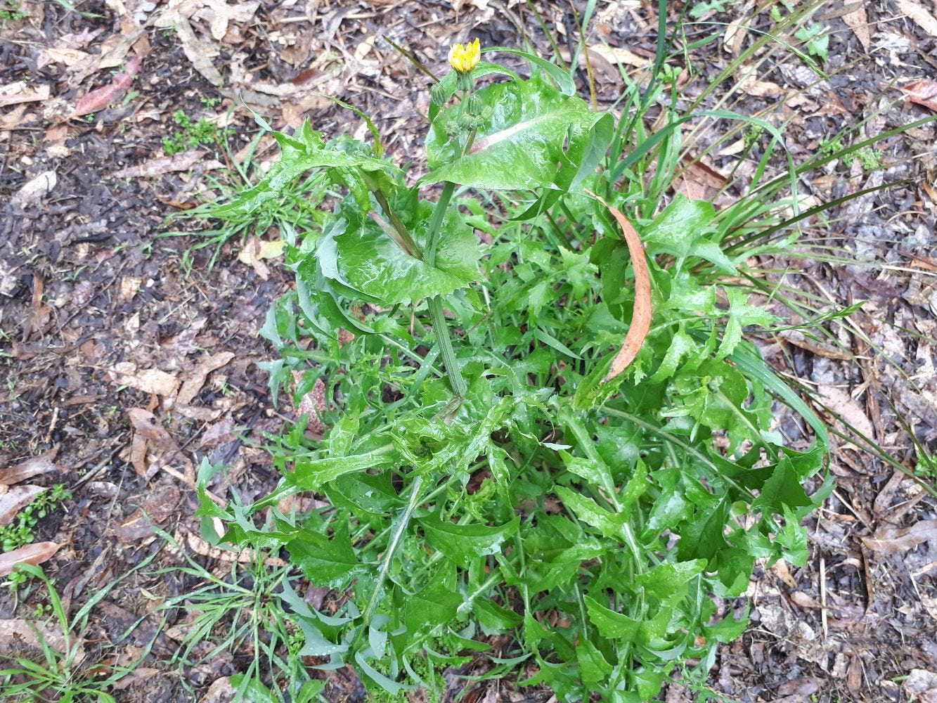 Sonchus [ribbed leaf] sml.jpg