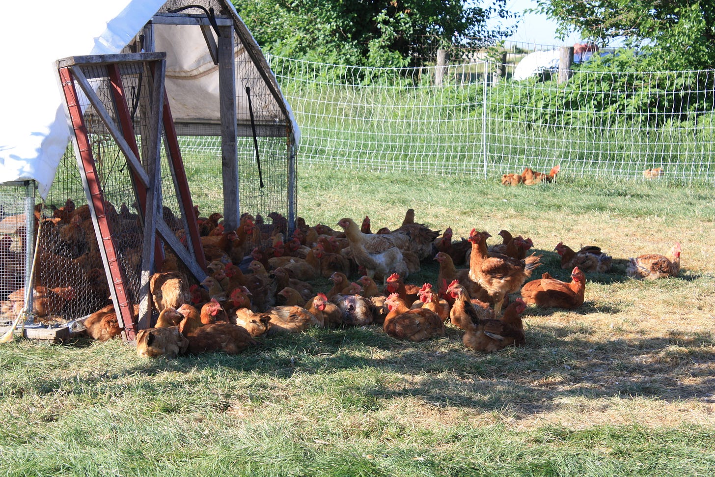 Broler flock in 2012 at the farm