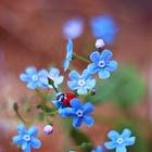 The Forget Me Not