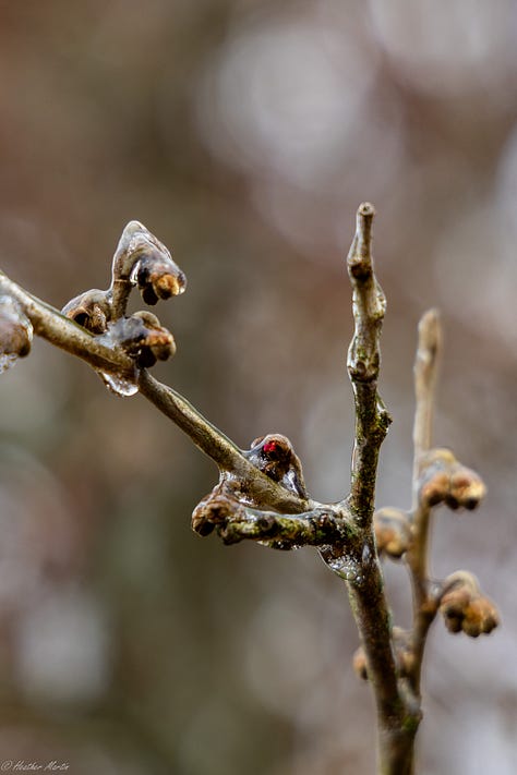 I once dreamed of living several months in the after effects of an ice storm. The simple beauty of the world incased in ice reminds me that creativity is never up to me, but is an ongoing natural phenomena. Capturing pieces of it in photo is the best I can do to keep that reminder alive in my soul. 
