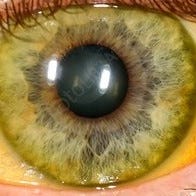A Jaundiced Eye logo