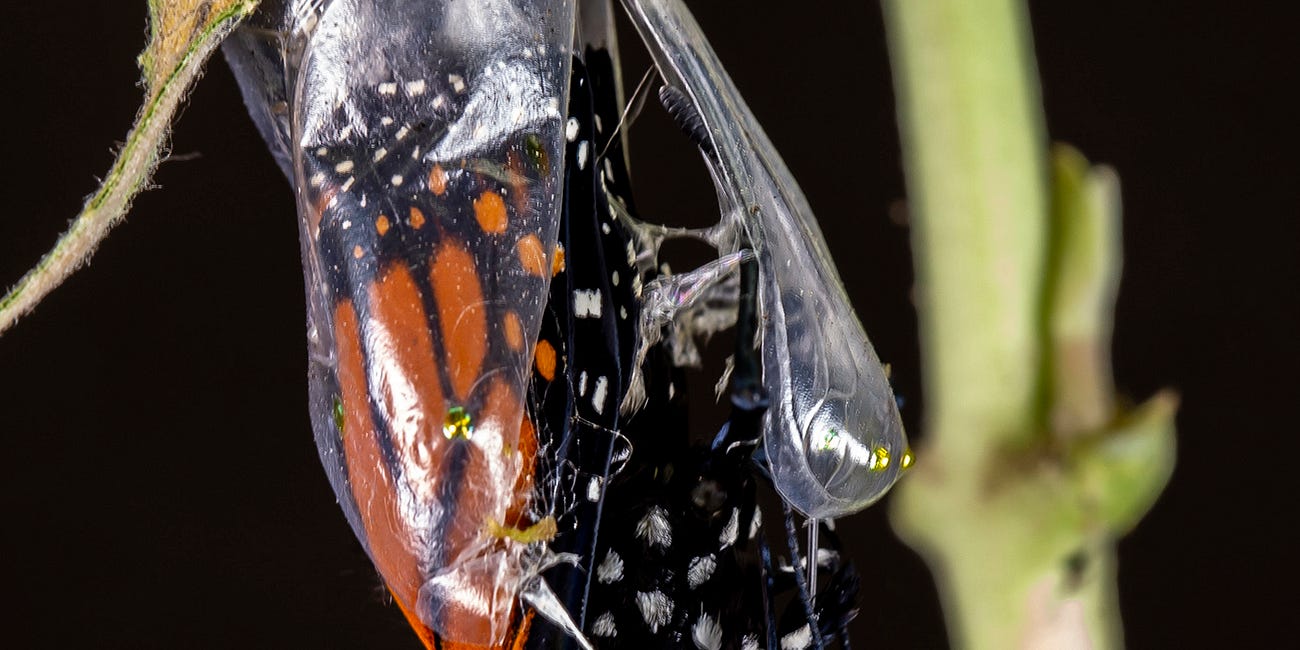 Metamorphology: On the Origin of Evolutionary Theories