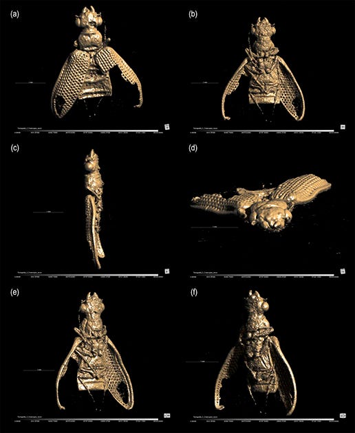 Sequência de imagens feitas por microtomografia computadorizada com diferentes ângulos de espécie de besouro fóssil, com corpo e asas na cor bege Sequência de imagens feitas por microtomografia computadorizada com diferentes ângulos de espécie de besouro fóssil, com corpo e asas na cor bege