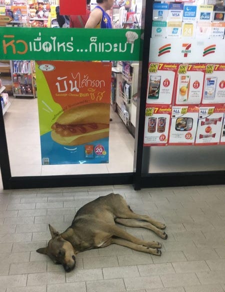 dog711.jpg