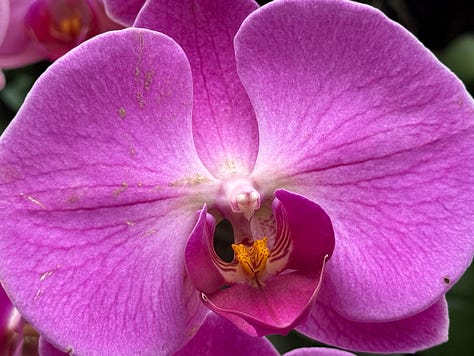 closeups of Orchids