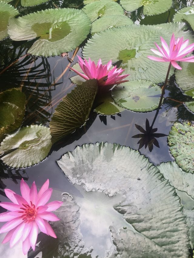 Three lotuses in a pond <3 Three lotuses in a pond <3