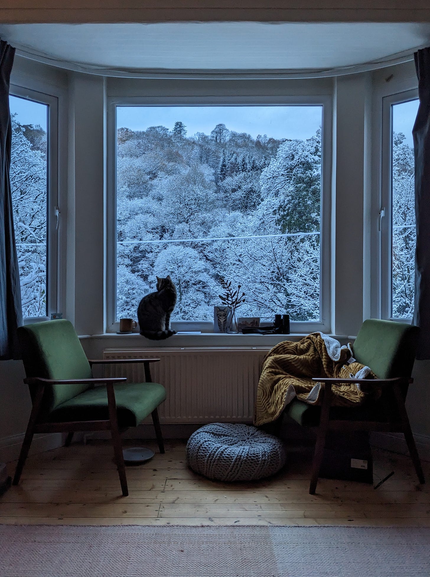 willow in the window watching the snow