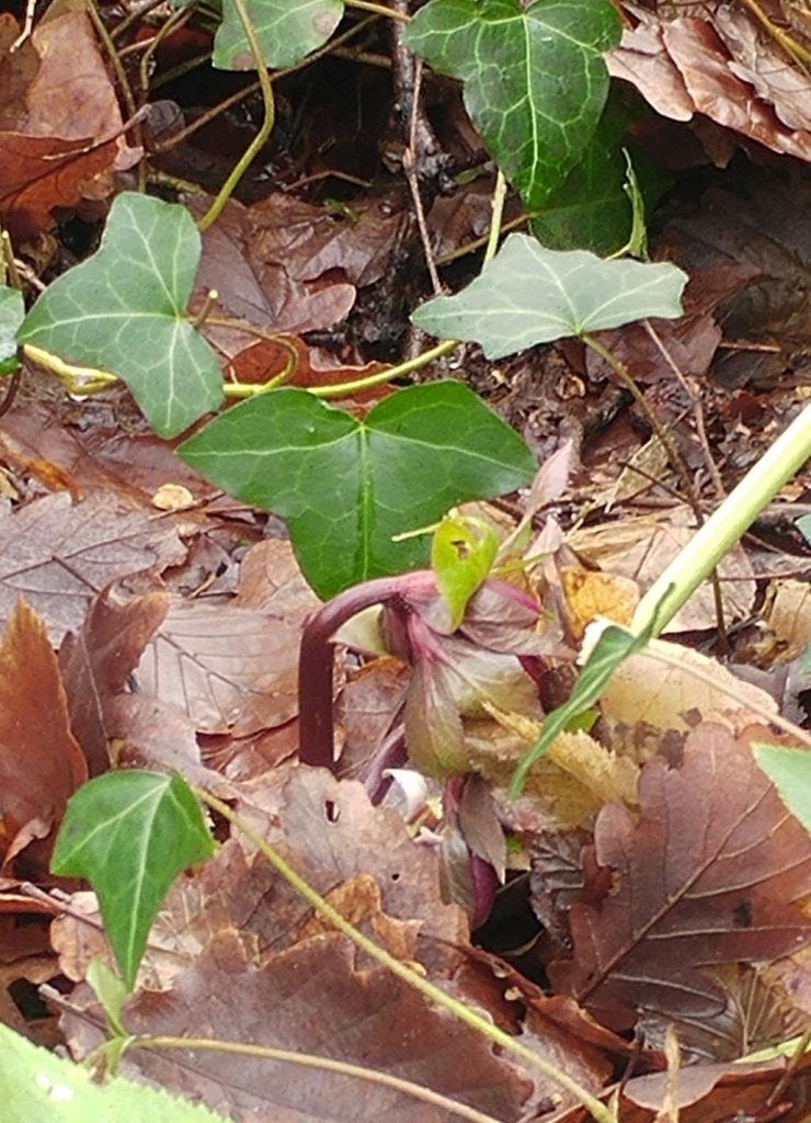 Hellebore bud at Veddw