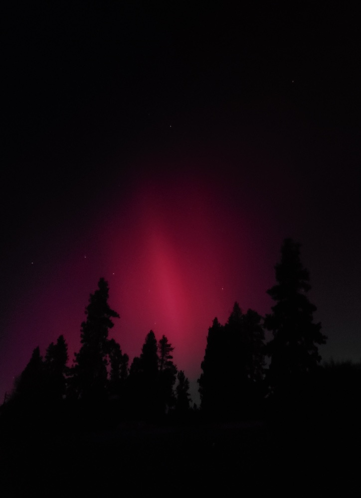 pink aurora borealis lights up stars in the night sky, foregrounded by tall pine trees