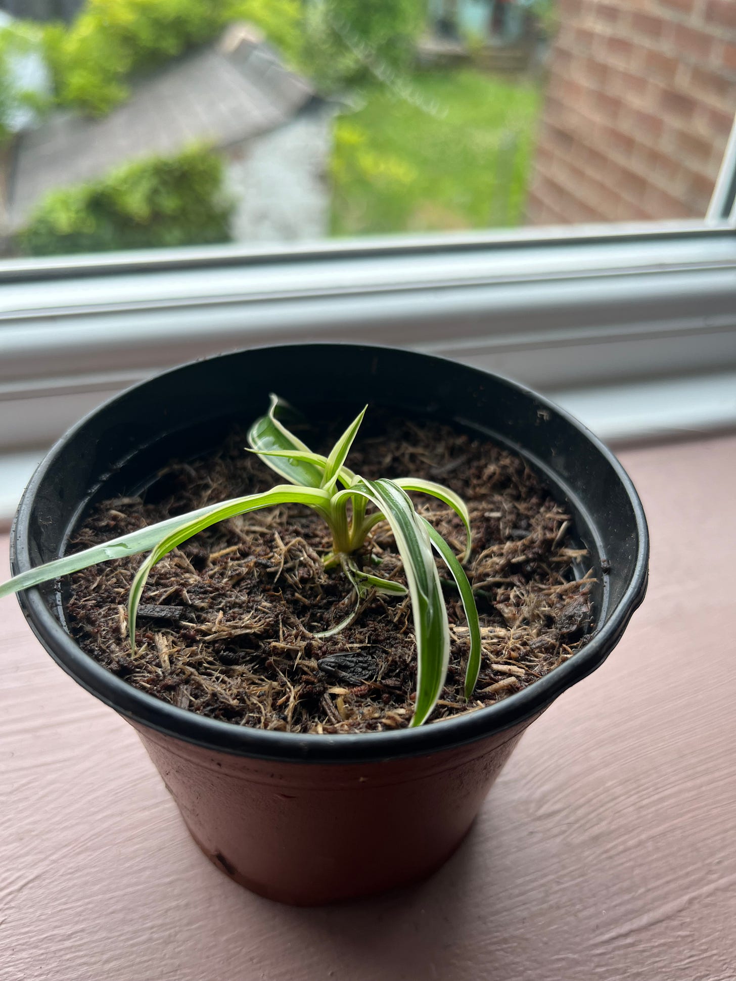 spiderette planted in soil and placed in a sunny and humid room to grow.