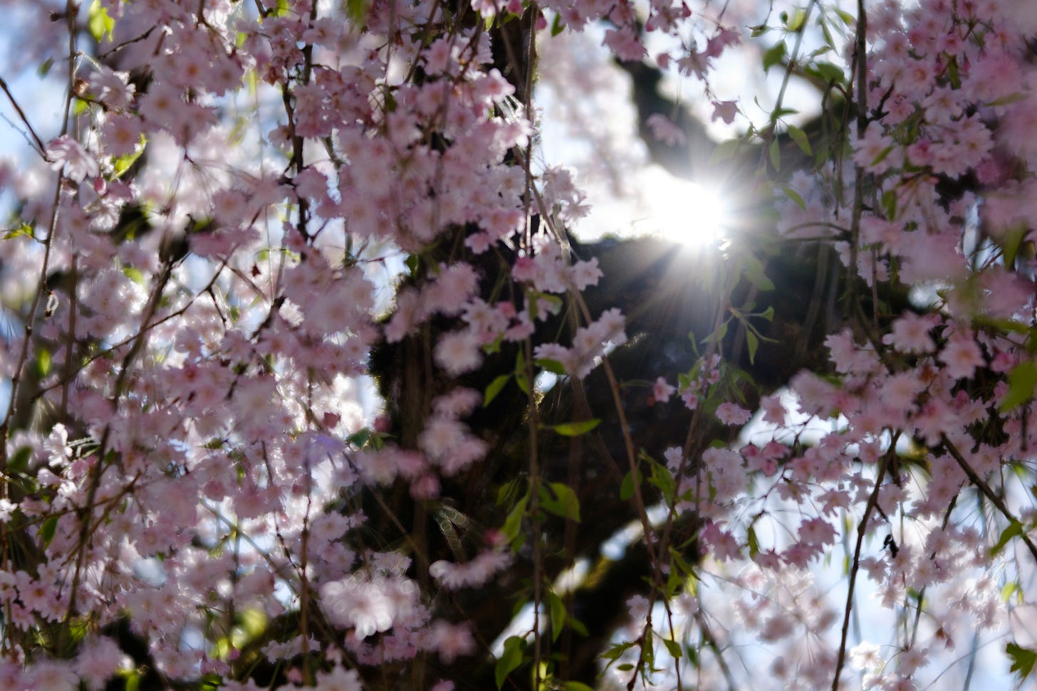 Sun shines through pink cherry blossoms in Portland, Oregon on april 4, 2026.