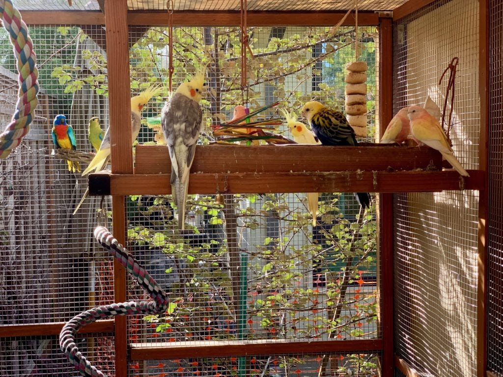Aviary 2.0 - by Chris Hynes - cricket - Free Range Parrots