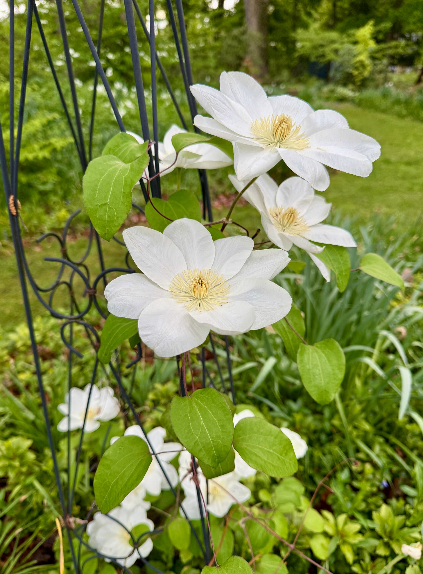 Stunning Clematis ‘Guernsey Cream’ in the Daffodil Dell