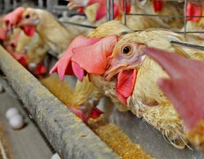 Chicken house