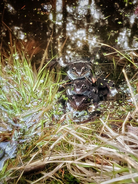 Kuvissa valkoinen suuri kääpä, metsälampi ja sammakoita