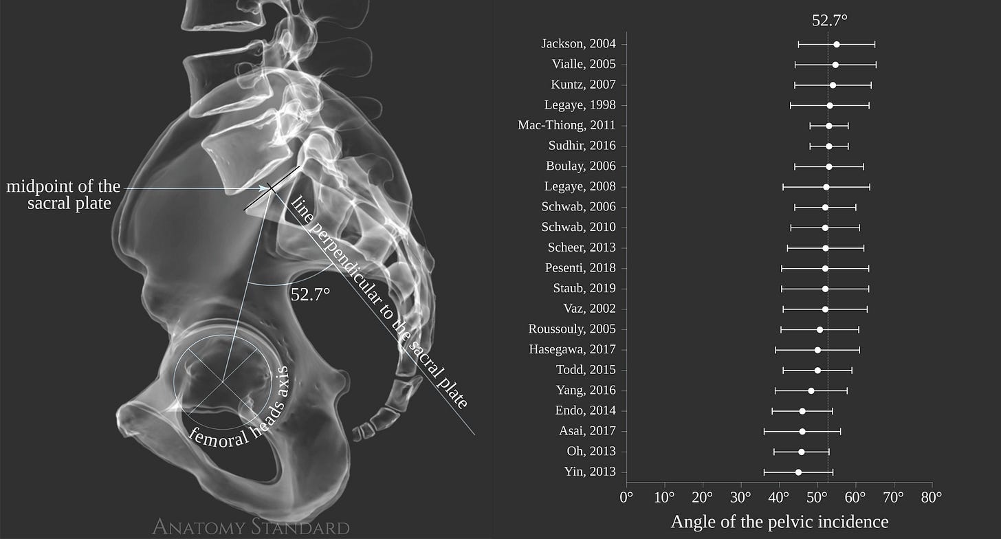 Biomechanics of the Spine: the Sagittal Alignment of the Neutral Spine Biomechanics of the Spine: the Sagittal Alignment of the Neutral Spine