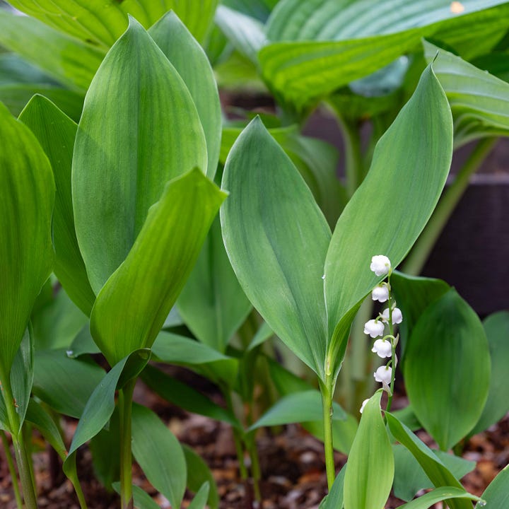 Diptych: White flowers with green leaves