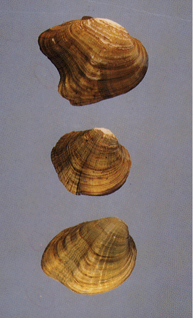 Top to bottom: leafshell, round combshell, Tennessee riffleshell Top to bottom: leafshell, round combshell, Tennessee riffleshell